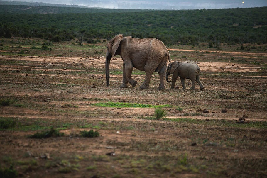 two elephants walking on ground, animal themes, animal wildlife HD wallpaper