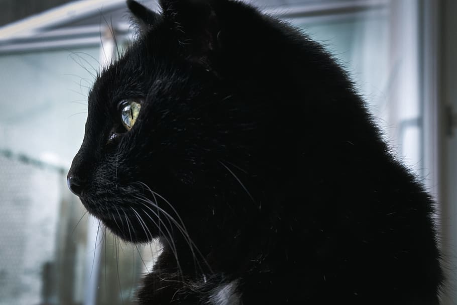 switzerland, killwangen, portrait, window, indoor, animal, reflection HD wallpaper