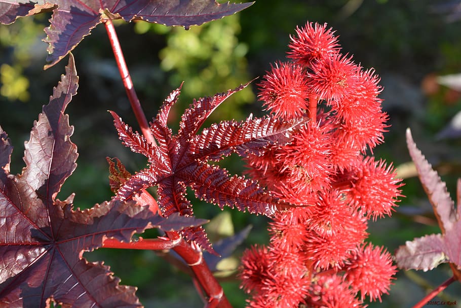 flowers, nature, red, plant, growth, focus on foreground, beauty in nature HD wallpaper