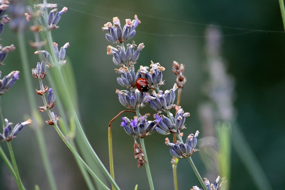 lavender, ladybug, insect, blooms at, color, grass, beetle HD wallpaper