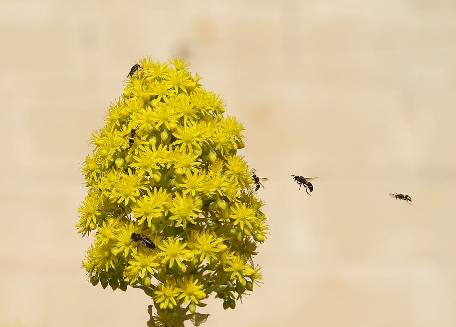 bee, floral, flower, spring, honey, garden, nature, pollen HD wallpaper