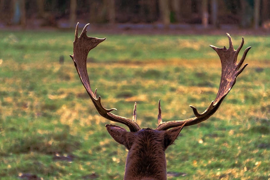roe deer, animal, forest, fallow deer, animal world, mammal HD wallpaper