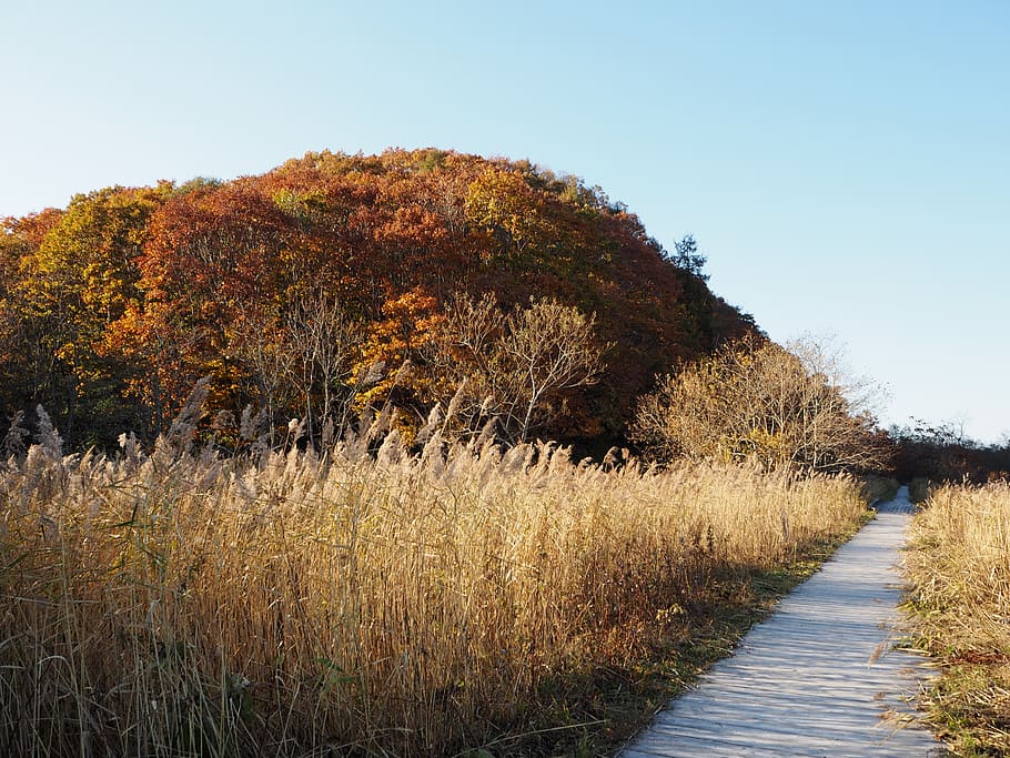 pathway during daytime, plant, tree, tranquility, tranquil scene HD wallpaper