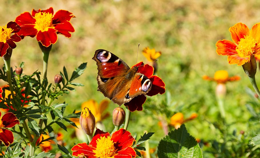 butterfly, color, spring, red, insect, macro, plant, nature HD wallpaper