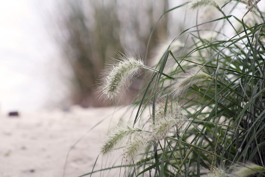 spring, plants, river plants, beach plants, sand, nature, wild HD wallpaper