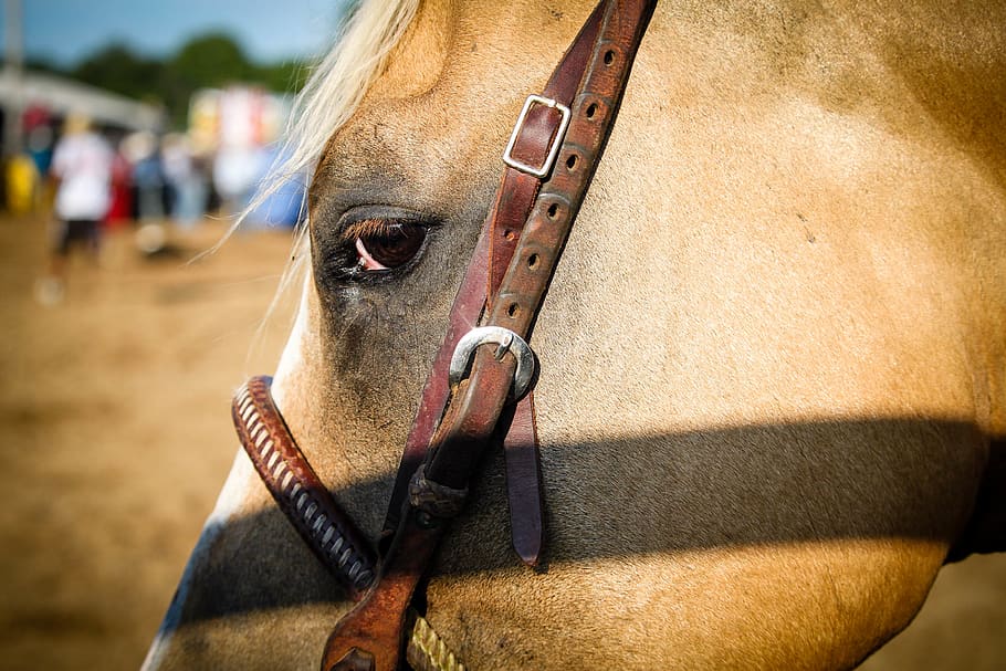 brown horse in close-up photo, human, person, mammal, animal