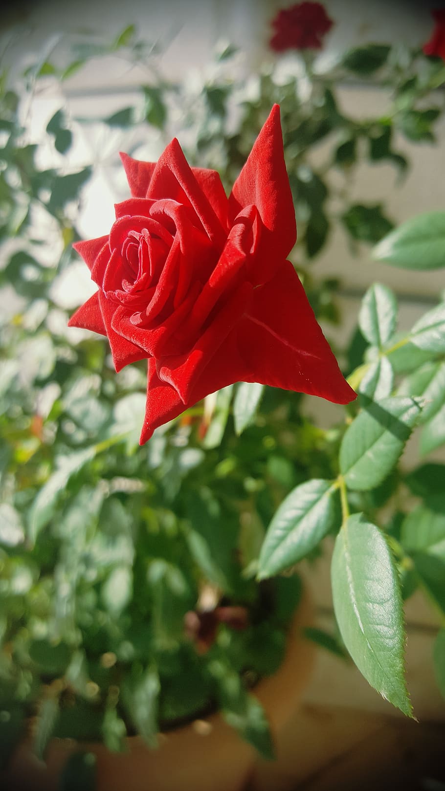 red, green, white, flower, brown, soil, beauty in nature, plant HD wallpaper