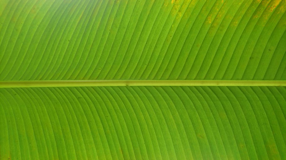 leaf, green, plant, flora, foliage, symmetry, minimal, line HD wallpaper