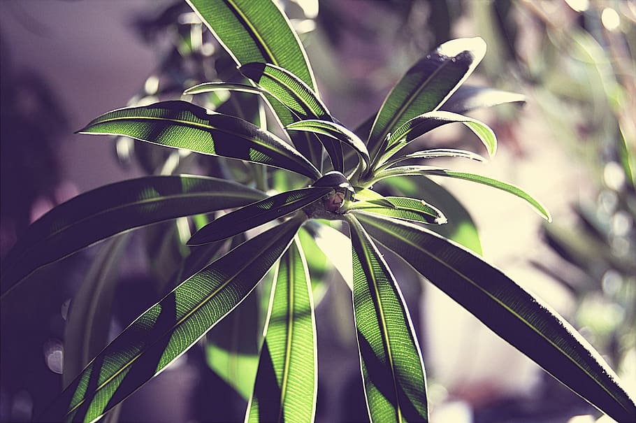 Close-up Photo Of Green Leaf Plant, plant part, green color, growth HD wallpaper