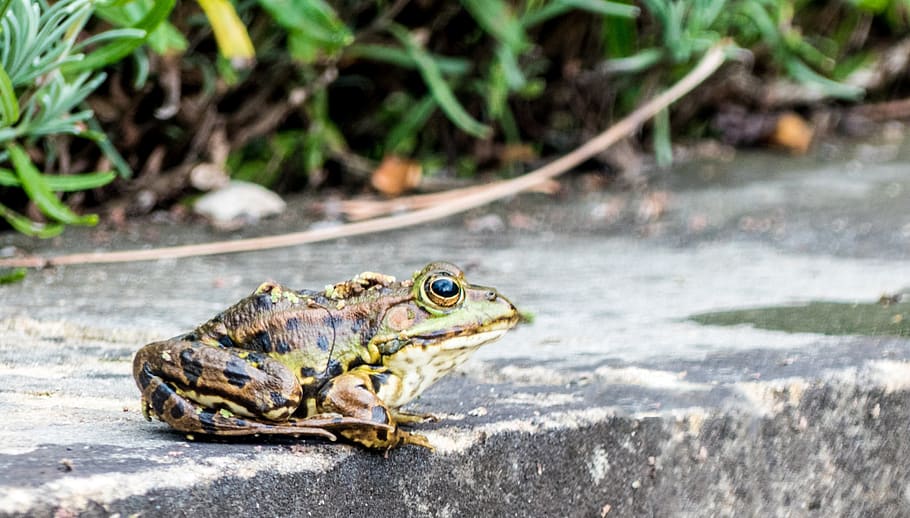 frog, toad, water, pond, animal, amphibian, frog pond, nature HD wallpaper