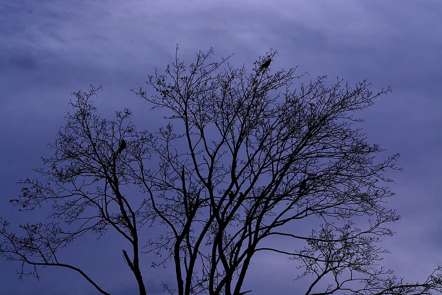 dark, evening, nature, tree, lonely, dry, sky, plant, cloud - sky HD wallpaper