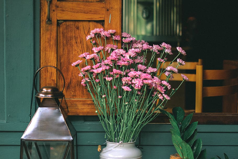 pink gerbera daisies on milk churn, flower, flowering plant, vase, HD wallpaper