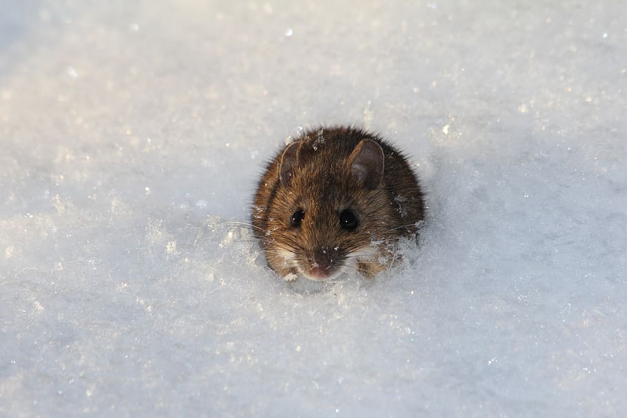 snow, mouse, winter, nature, wildlife, animal, mammal, rodent HD wallpaper