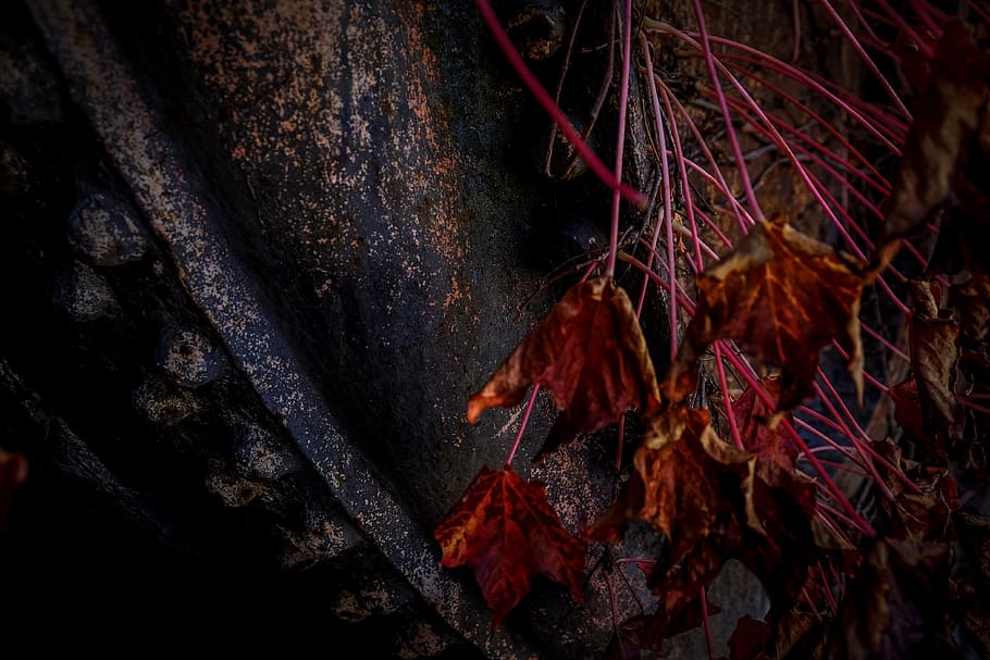 red leaves, plant, leaf, tree, maple, maple leaf, veins, ornament HD wallpaper