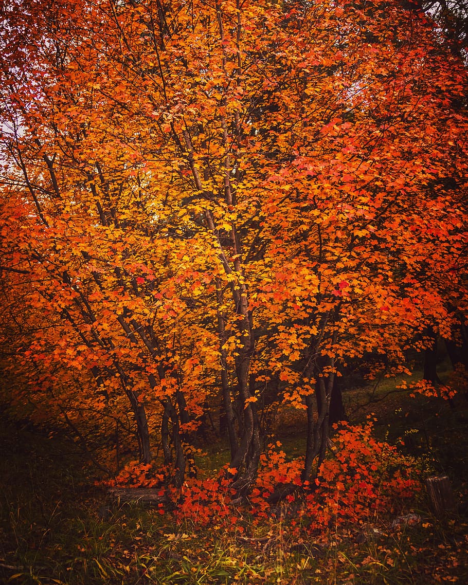 trees, forest, woods, fall, leaves, autumn, orange, yellow HD wallpaper