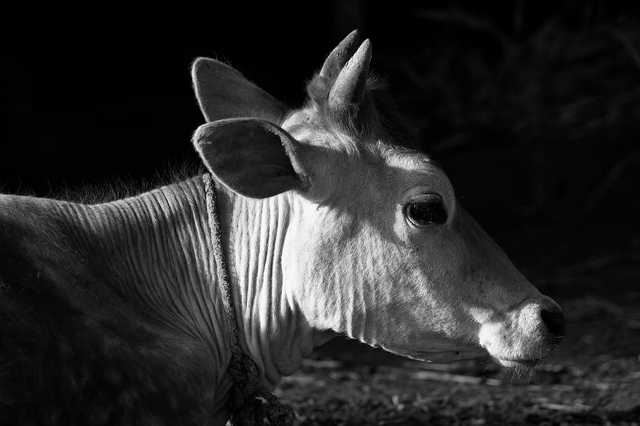 cow, morning, animal, mammal, animal themes, livestock, domestic animals HD wallpaper