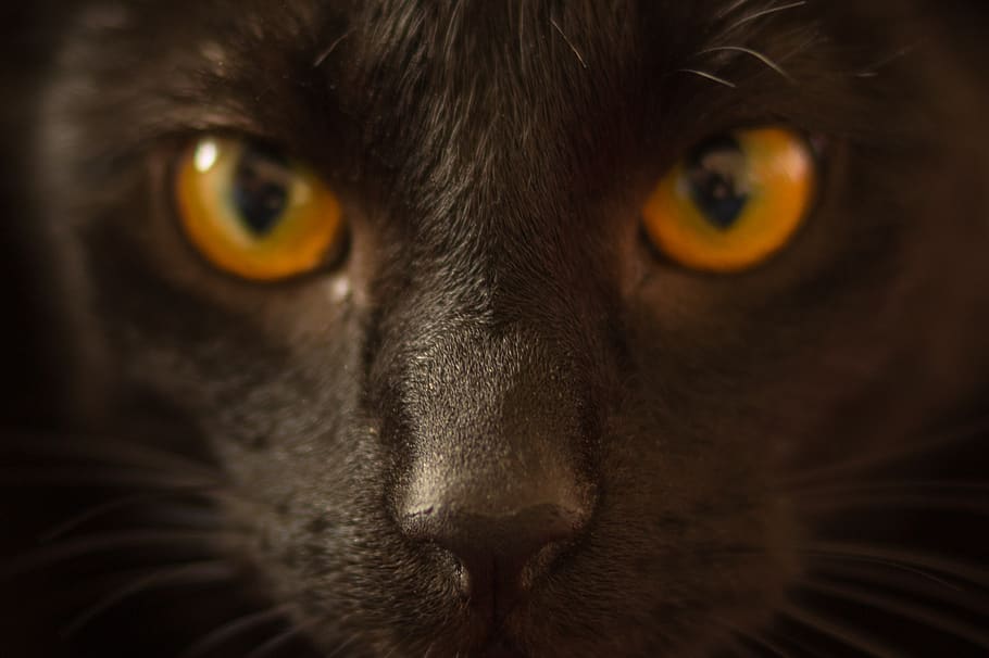 Black Cat, animal, eyes, hunter, pet, predator, one animal, pets HD wallpaper