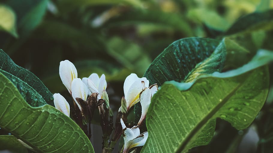australia, gosnells, iphone, depth, plants, iphone 7 plus, vsco HD wallpaper
