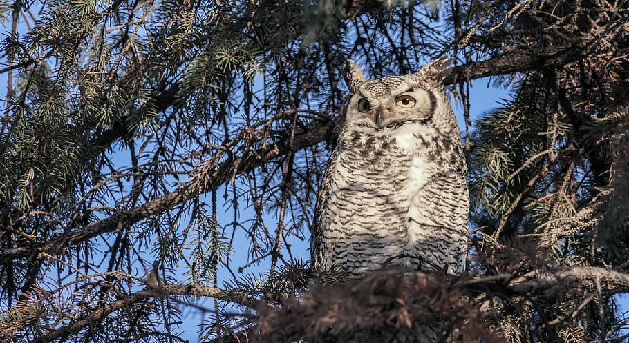 great horned owl female, raptor, big eyes, wide eyes, wise owl
