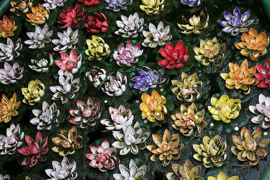 assorted-color lotus flowers, flowering plant, freshness, beauty in nature HD wallpaper