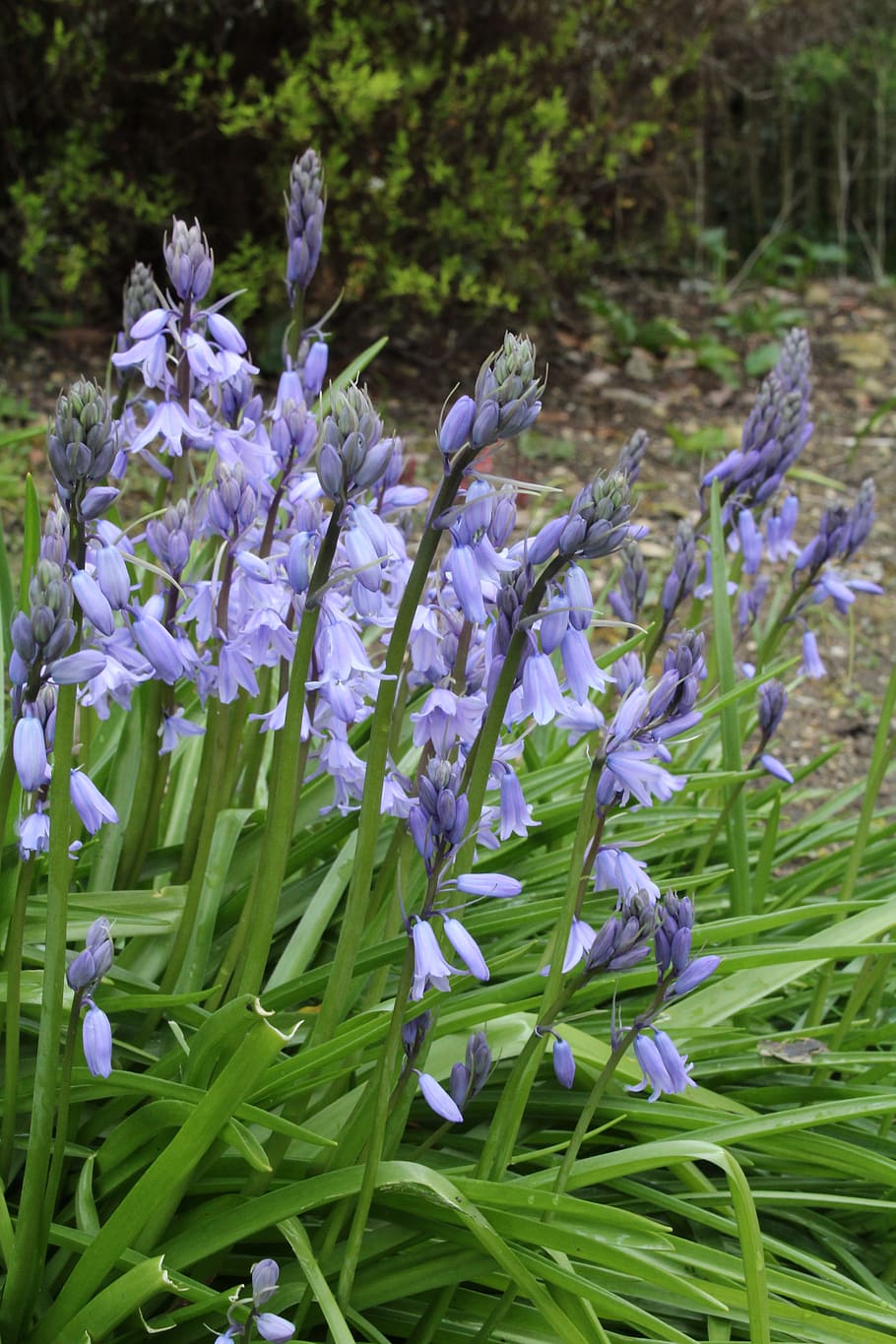 flower, find, forest, flowering plant, fragility, vulnerability HD wallpaper