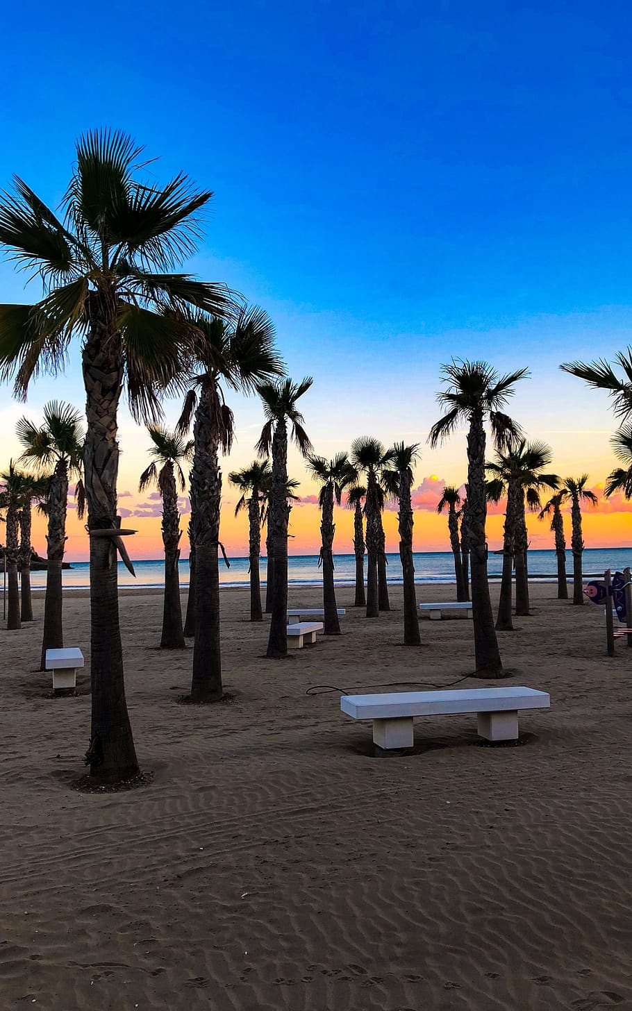beach, summer, holidays, tree, palm tree, tropical climate HD wallpaper