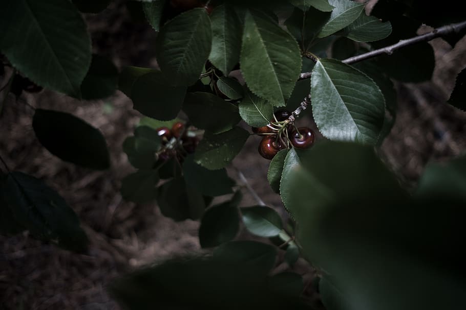 green-leafed plant, plant part, growth, close-up, nature, berry fruit HD wallpaper
