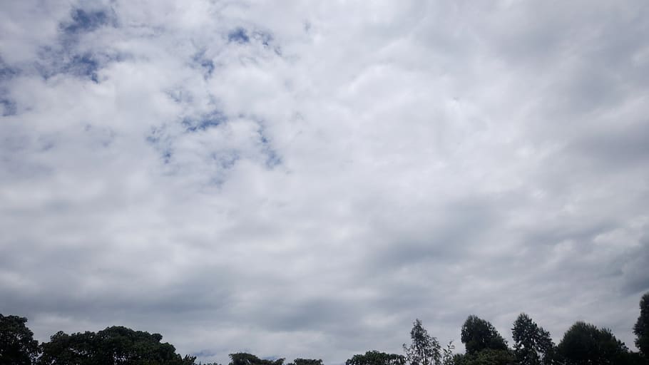 kenya, kericho, itoik, cloud - sky, tree, plant, beauty in nature HD wallpaper