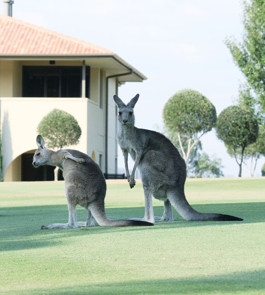 two kangaroo standing on grass field, animal, mammal, wallaby HD wallpaper