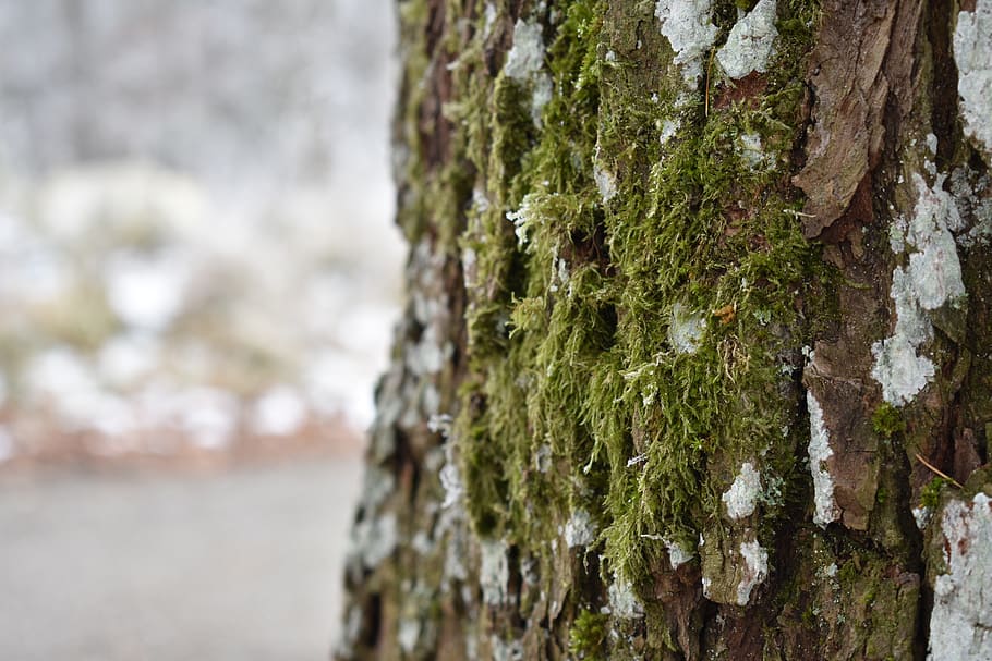 tree, snow, winter, nature, frost, forest, trunk, tree trunk HD wallpaper