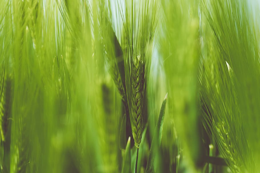 nature, grass, stems, stalks, braids, outdoors, bokeh, green HD wallpaper