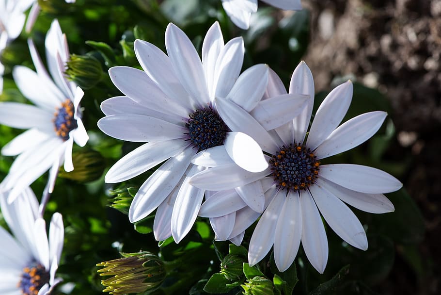 cape daisy, white, flowers, nature, garden, spring, close up