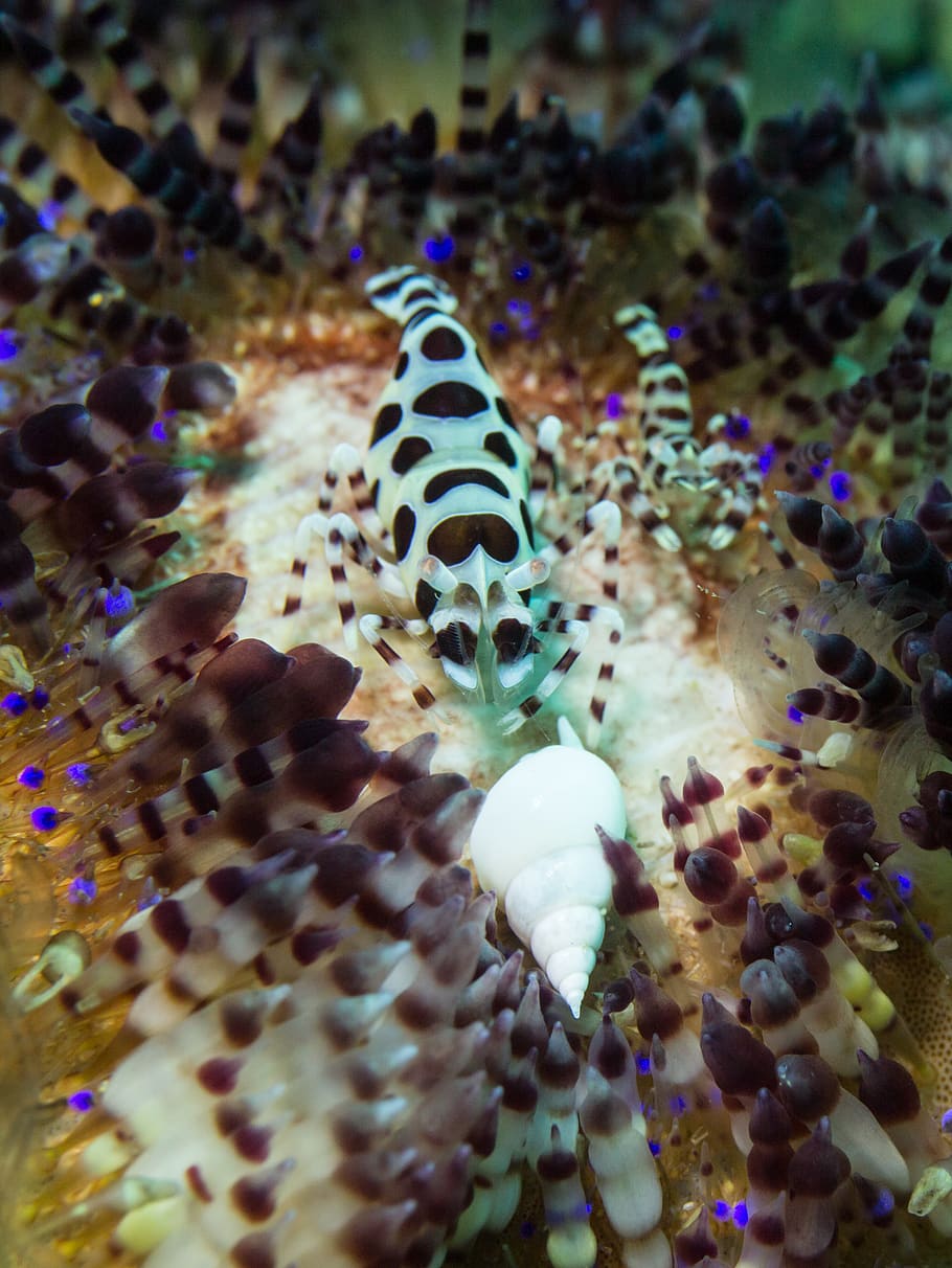 scuba, diving, philippines, shrimp, urchin, fire urchin, coleman shrimp HD wallpaper