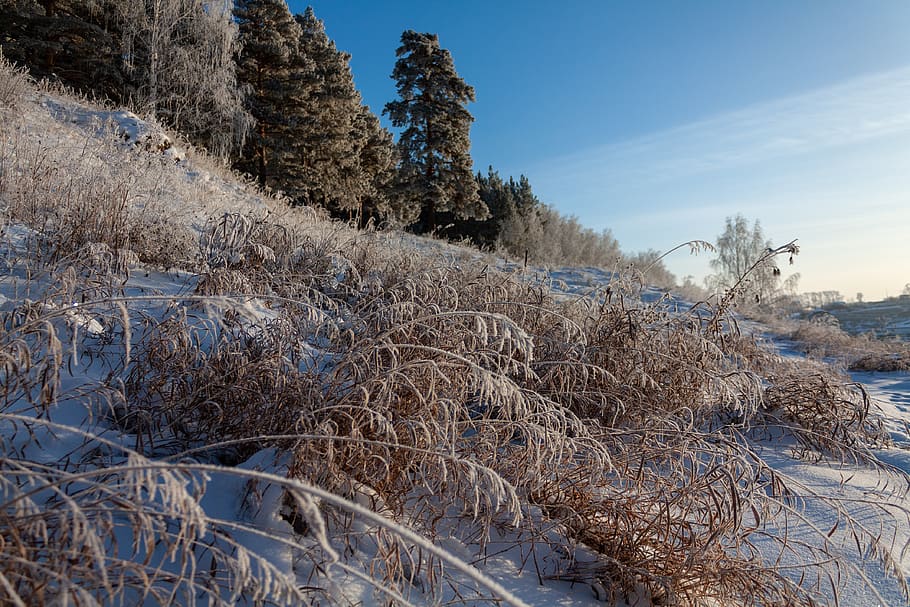 nature, forest, winter, snow, leann, frost, landscape, trees HD wallpaper