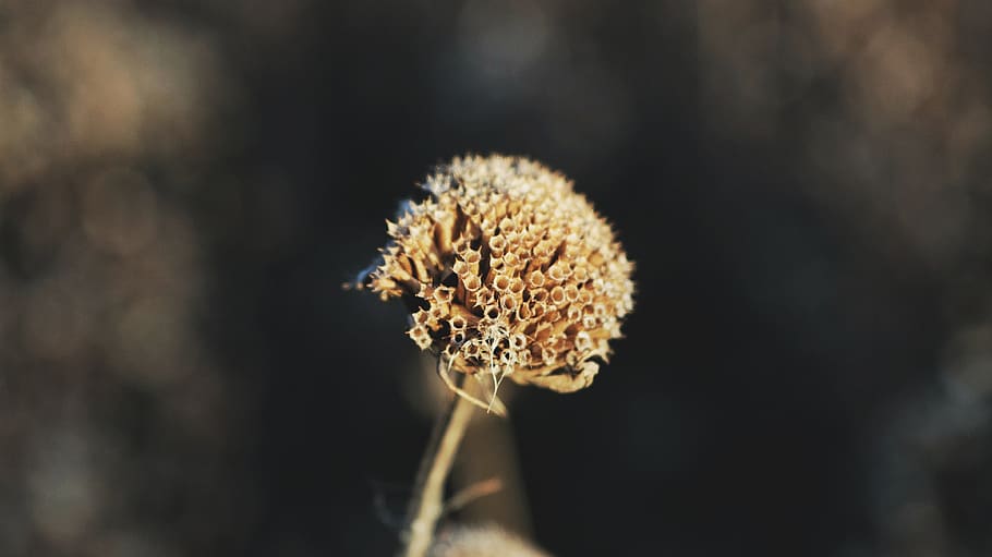 plant, close-up, flower, focus on foreground, nature, flowering plant HD wallpaper