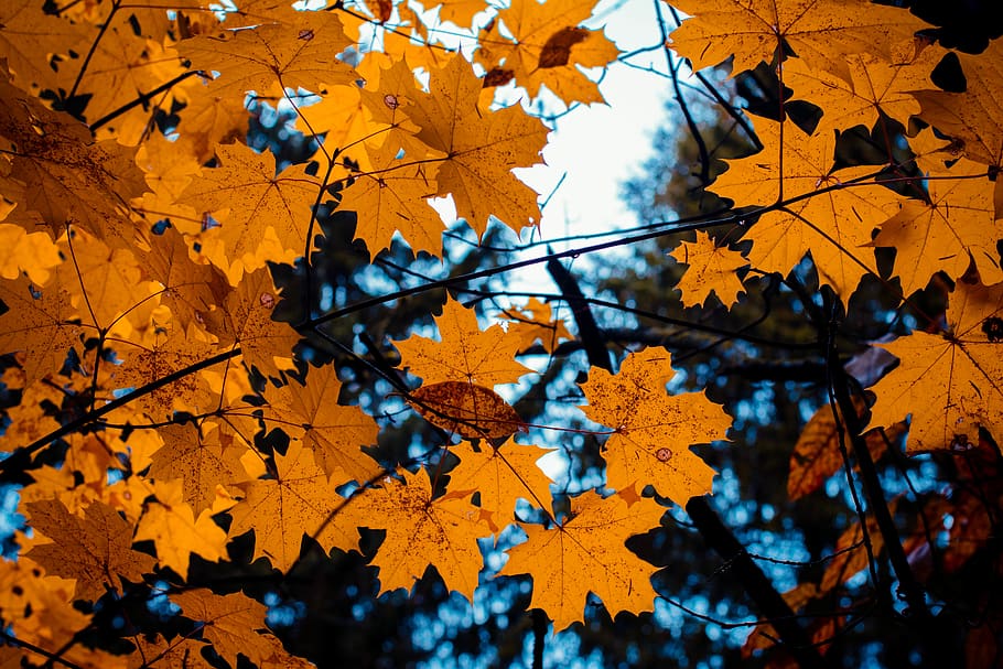 forest, field, trees, nature, mother nature, blossom, sunset HD wallpaper