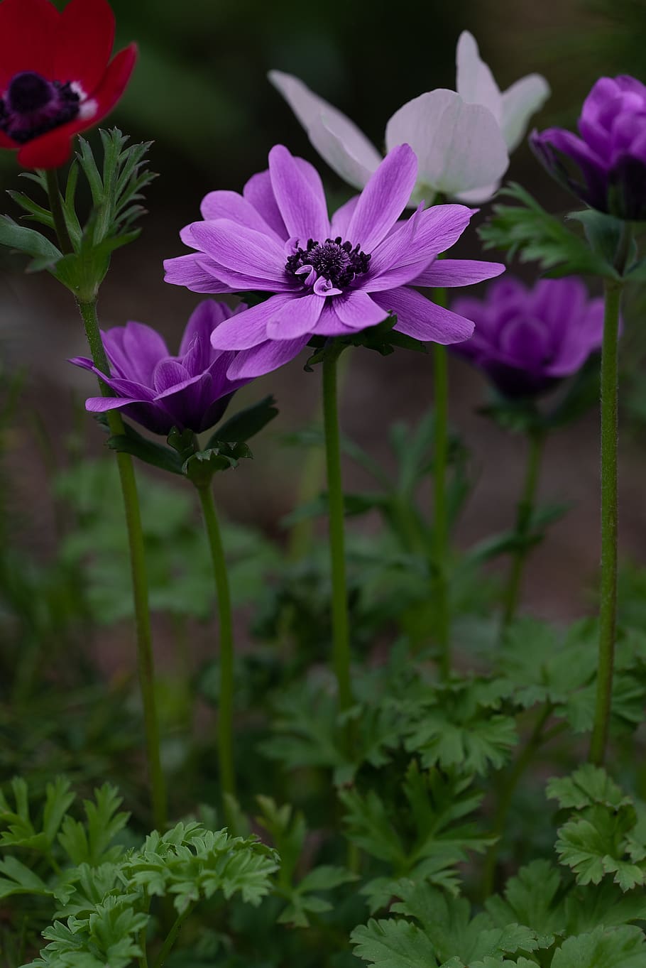 HD wallpaper: anemone, crown anemone, flower, purple, purple flower,  blossom | Wallpaper Flare