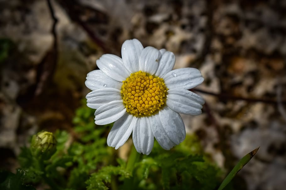 chamomile, nature, flora, flower, blossom, bright, bloom, spring HD wallpaper