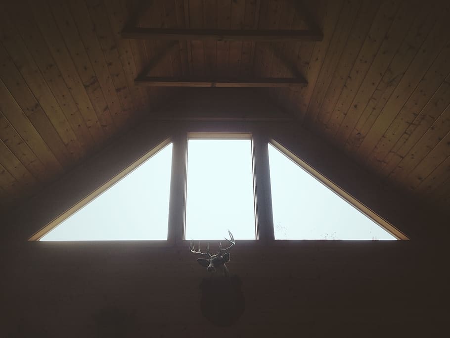 deer, cabin, dead, windows, natural light, morning, architecture HD wallpaper