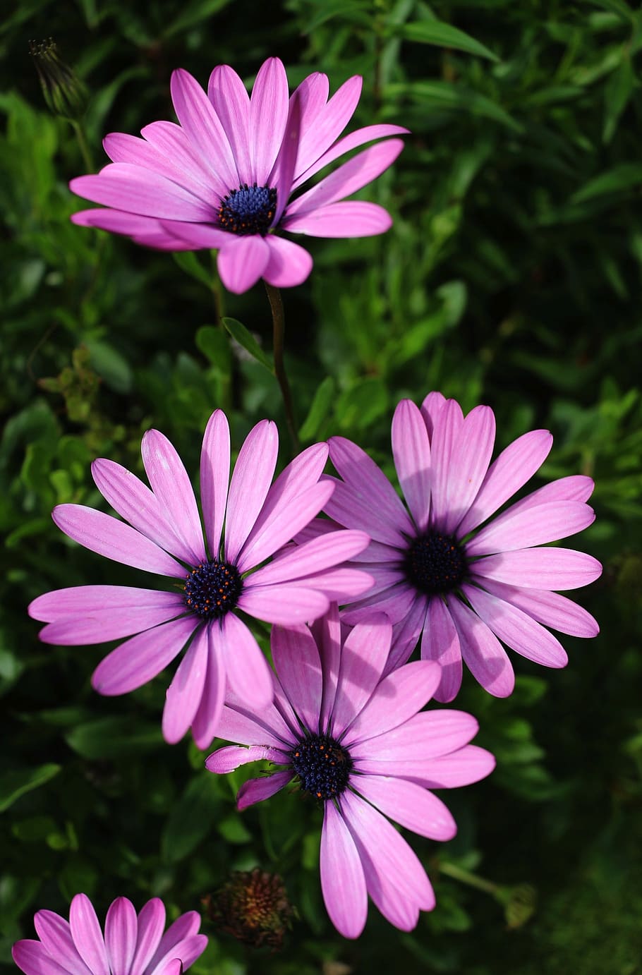 daisy, flower, spring, bloom, garden, flowering plant, fragility HD wallpaper