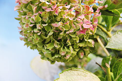 hydrangea, green, residual spend, plant, leaf, plant part, flowering plant HD wallpaper