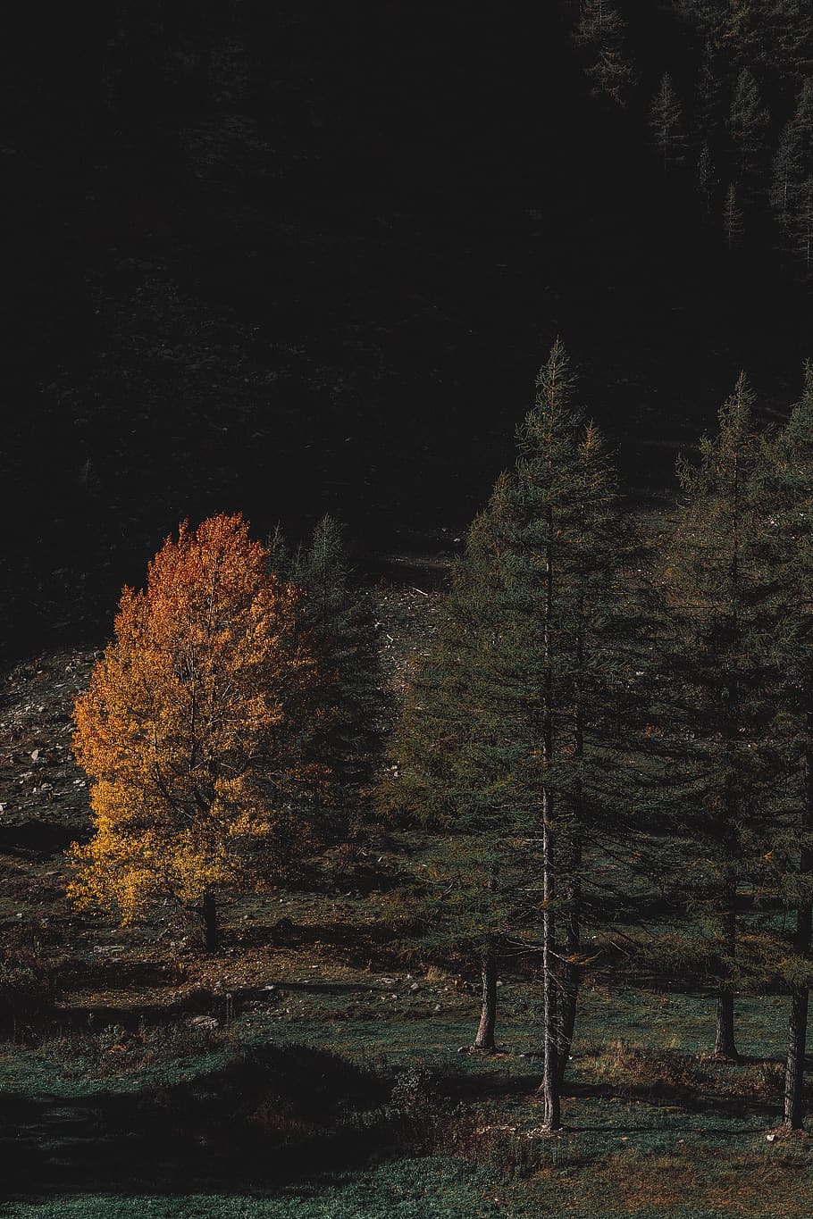 Brown and Green-leafed Forest during Night Time, conifer, dawn HD wallpaper