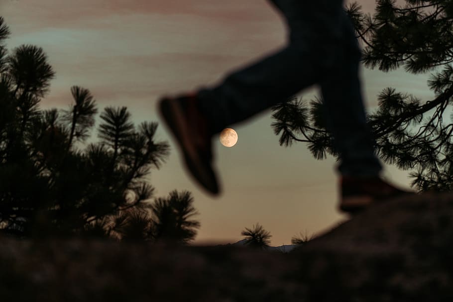 man walking beside trees, plant, sky, silhouette, nature, one person HD wallpaper