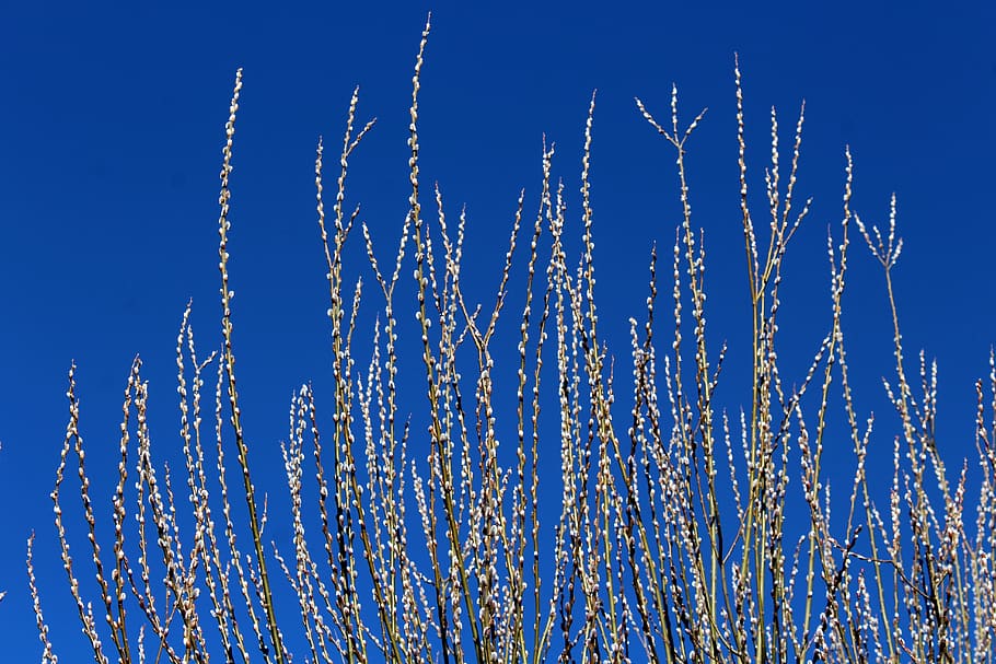 willow, willow twigs, spring, early spring, plant, nature, the basis of HD wallpaper