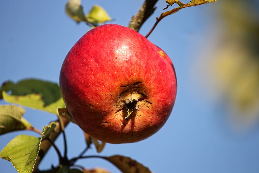 apple, red, depend, red apple, fruit, vitamins, fresh, delicious HD wallpaper