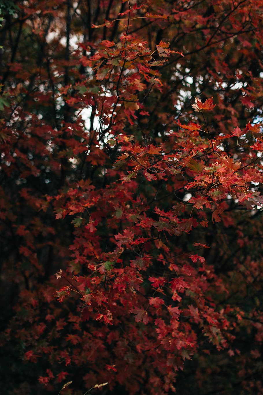 red-leafed tree, plant, autumn, beauty in nature, growth, branch HD wallpaper