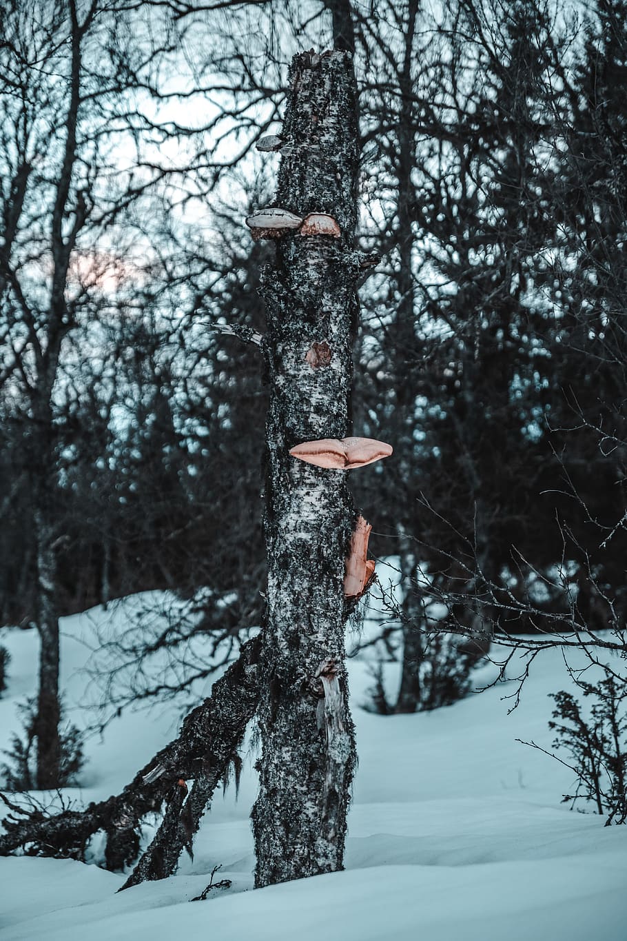 Bare Trees, bark, branch, cold, daylight, environment, fallen trees HD wallpaper