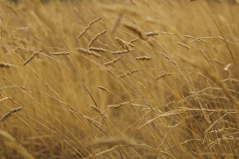 bokeh, cereal, tree, nature, landscape, field, growth, plant HD wallpaper