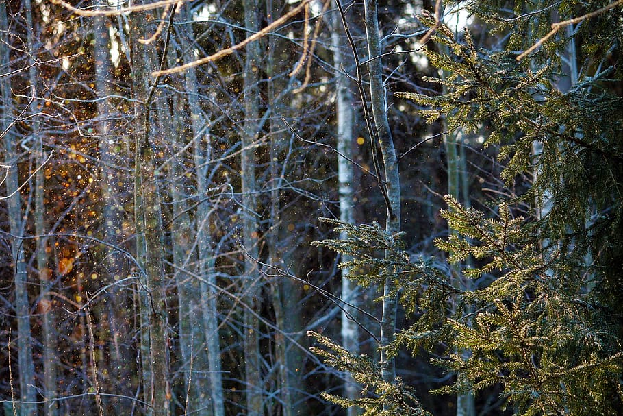 finland, espoo, forest, sunlight, magical, ice, tree, plant HD wallpaper