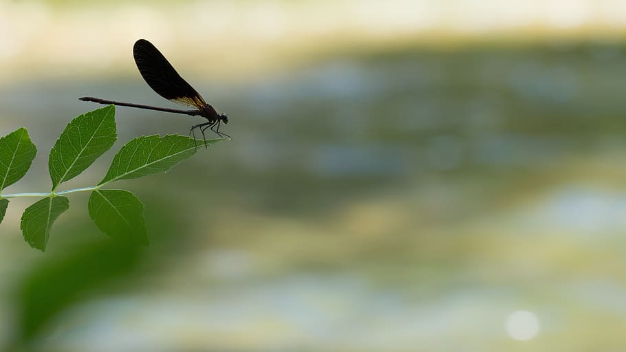 dragonfly, insect, insects, nature, wings, spring, plants, river HD wallpaper